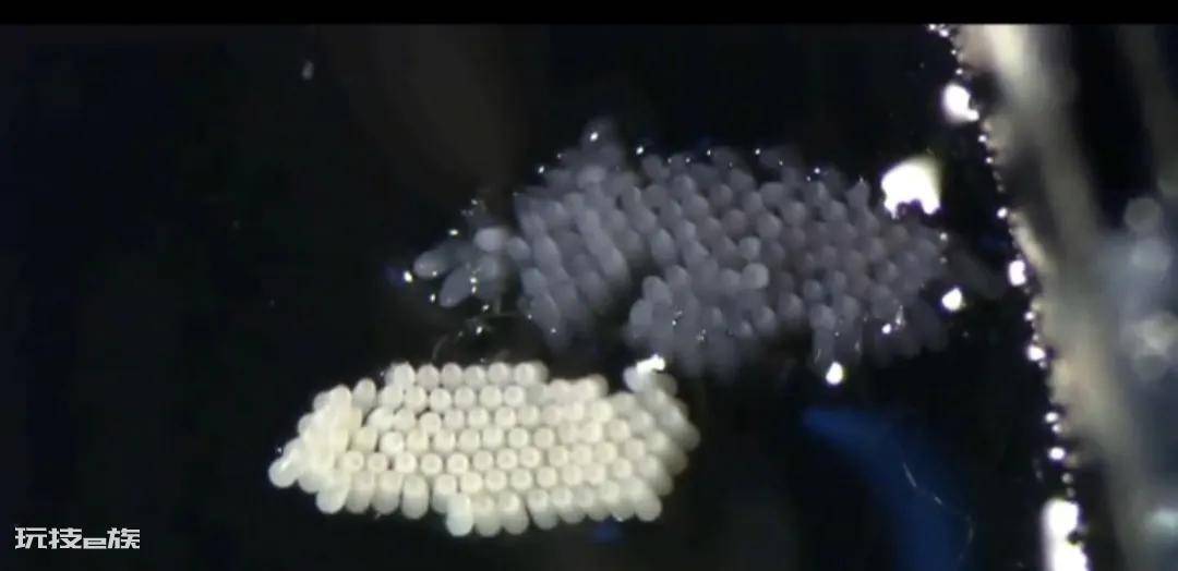 蚊子是什么变成的动物(蚊子是由什么变成而来的)-图片2